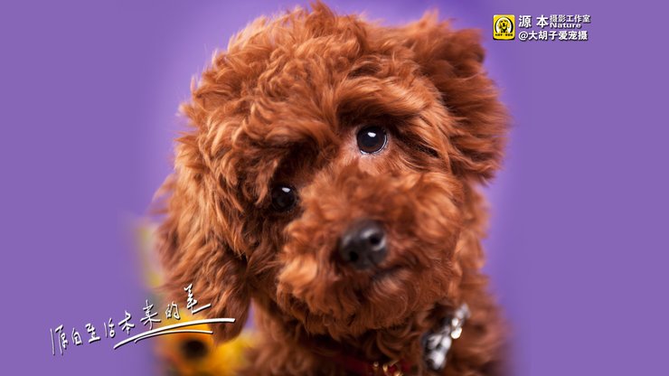 安卓手机宠物 狗 汪星人 泰迪犬高清壁纸