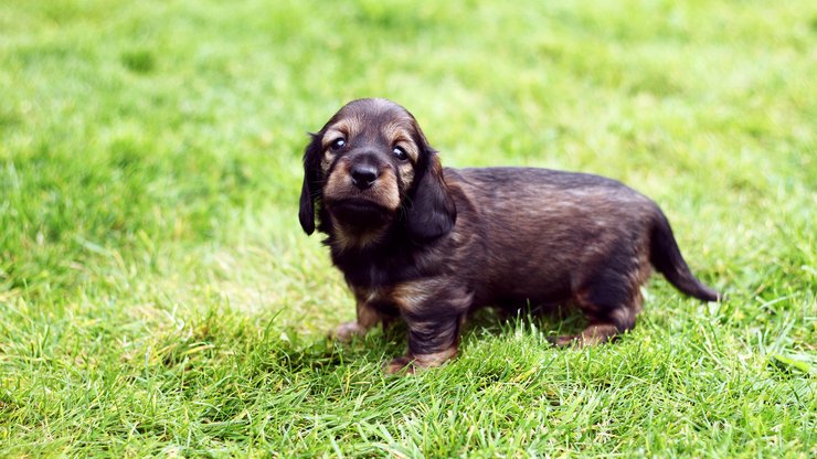 安卓手机宠物 狗 汪星人 腊肠犬高清壁纸