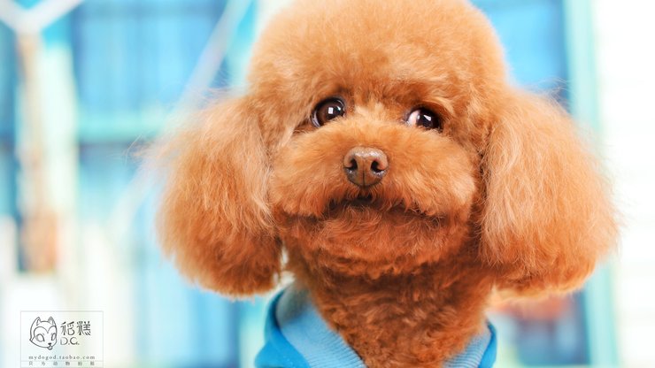 安卓手机宠物 狗 汪星人 泰迪犬高清壁纸
