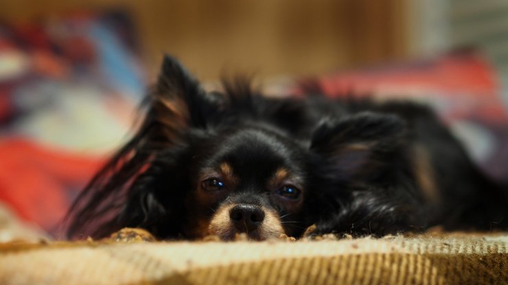 安卓手机宠物 狗 汪星人 蝴蝶犬高清壁纸