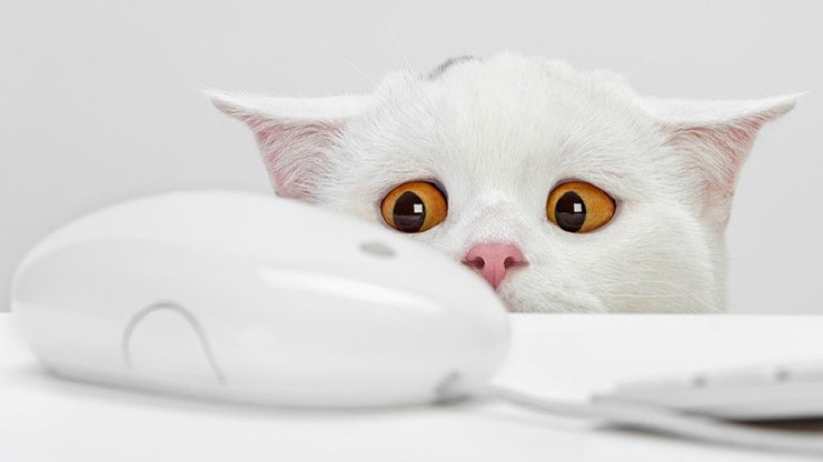 安卓手机萌宠 猫 喵星人 可爱 古灵精怪高清壁纸