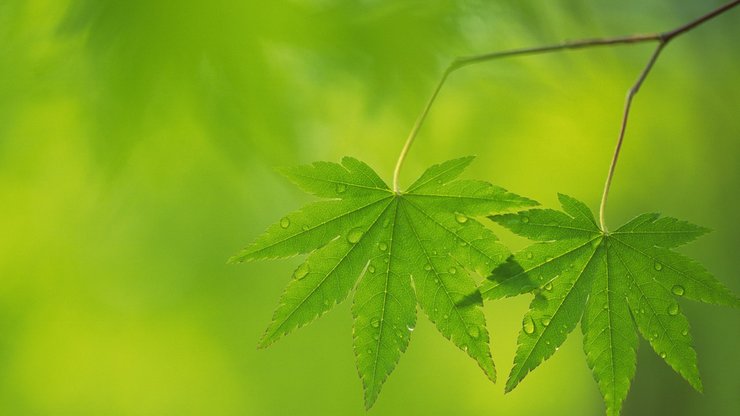 安卓手机小清新 护眼壁纸 绿色 叶 植物高清壁纸