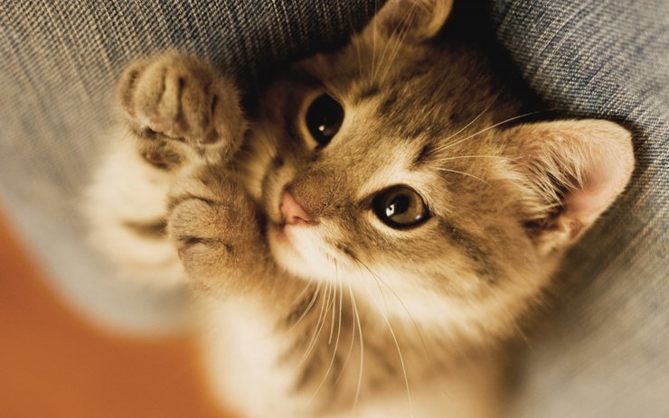 安卓手机萌宠 动物 可爱 萌物 宠物 喵星人 猫 治愈系 儿童桌面专用高清壁纸