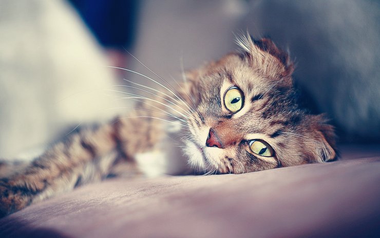 壁纸 动物 猫 猫咪 小猫 桌面 740_463