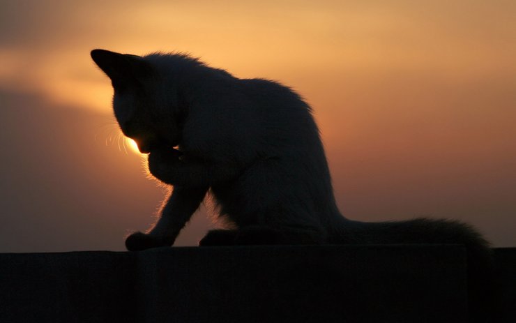 安卓手机萌宠 动物 可爱 萌物 宠物 喵星人 猫 儿童桌面专用高清壁纸