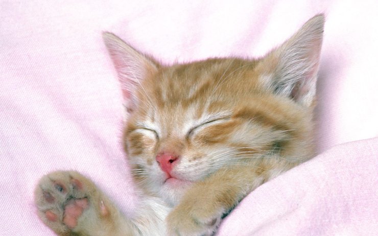 安卓手机萌宠 动物 可爱 萌物 宠物 喵星人 猫 睡觉中 儿童桌面专用高清壁纸