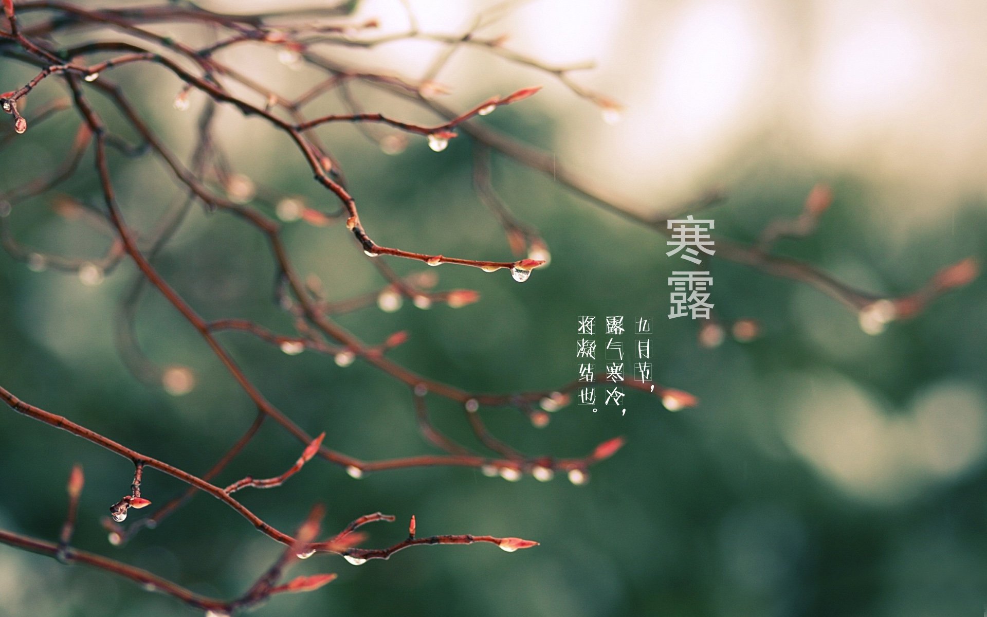 二十四节气,24节气,节气,风景,自然,风光,节日,寒露,节日美图