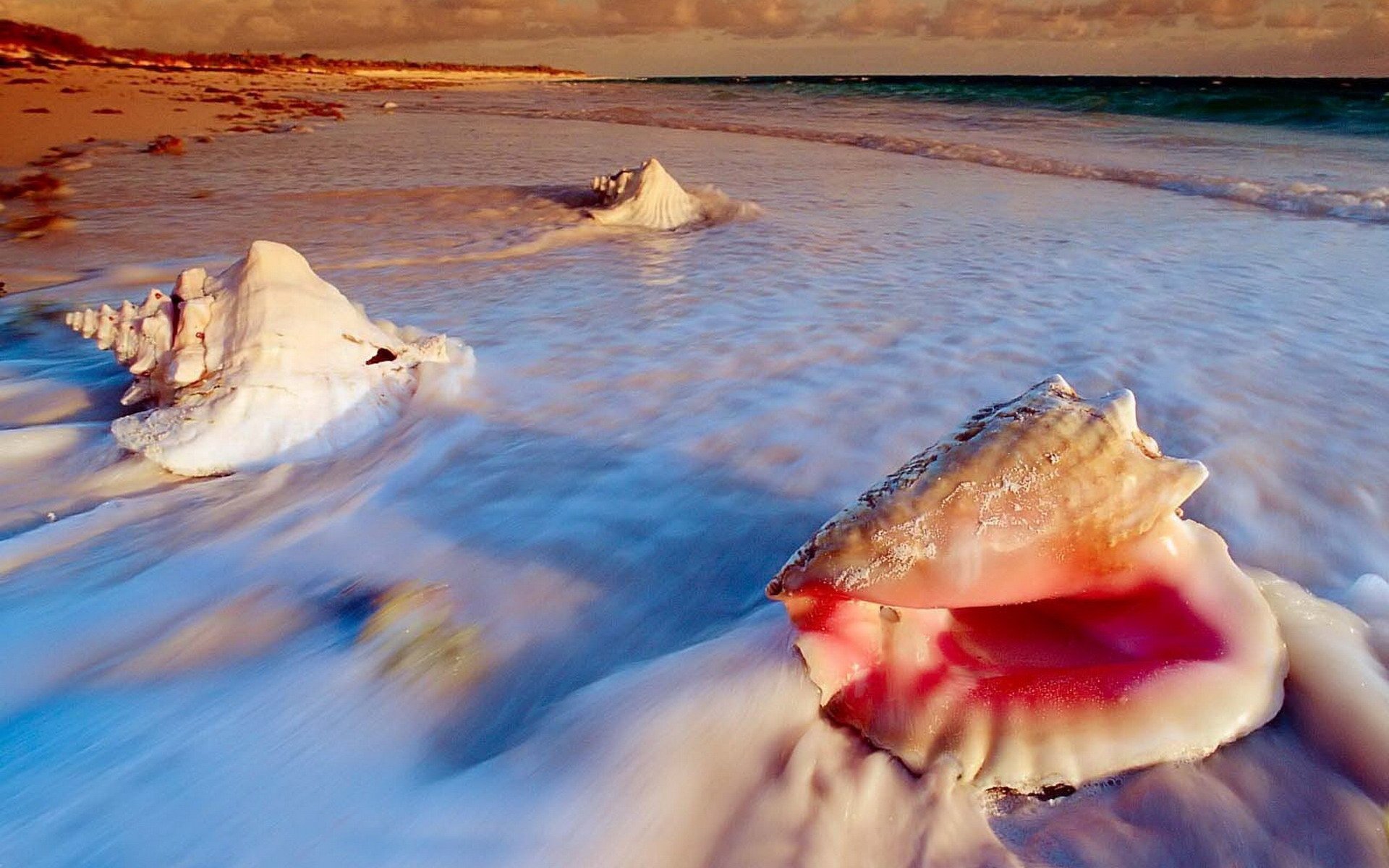 小清新,唯美,静物写真,物语,大海,海边,海螺,沙滩,贝壳