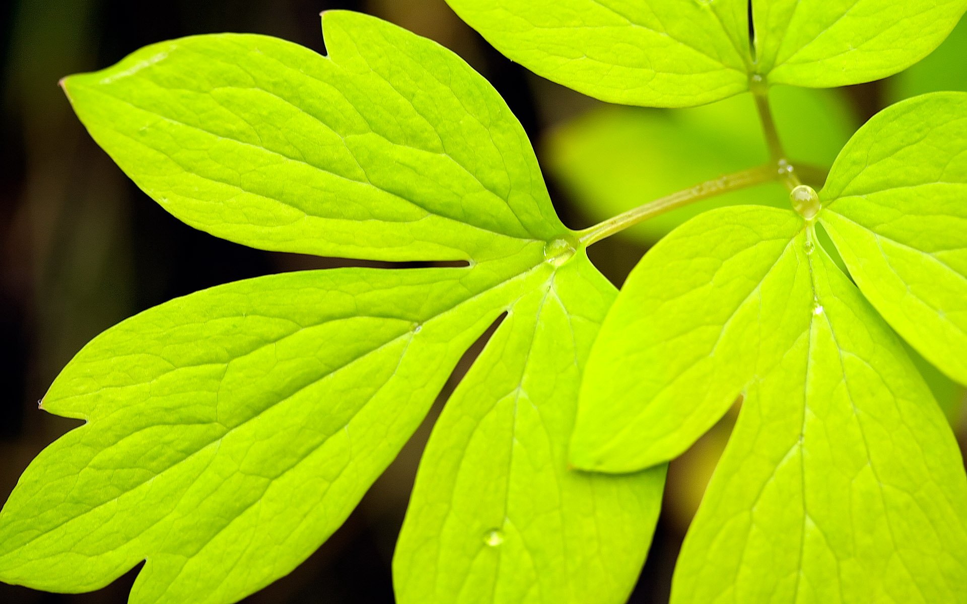 小清新,植物,绿叶,护眼壁纸,儿童桌面专用