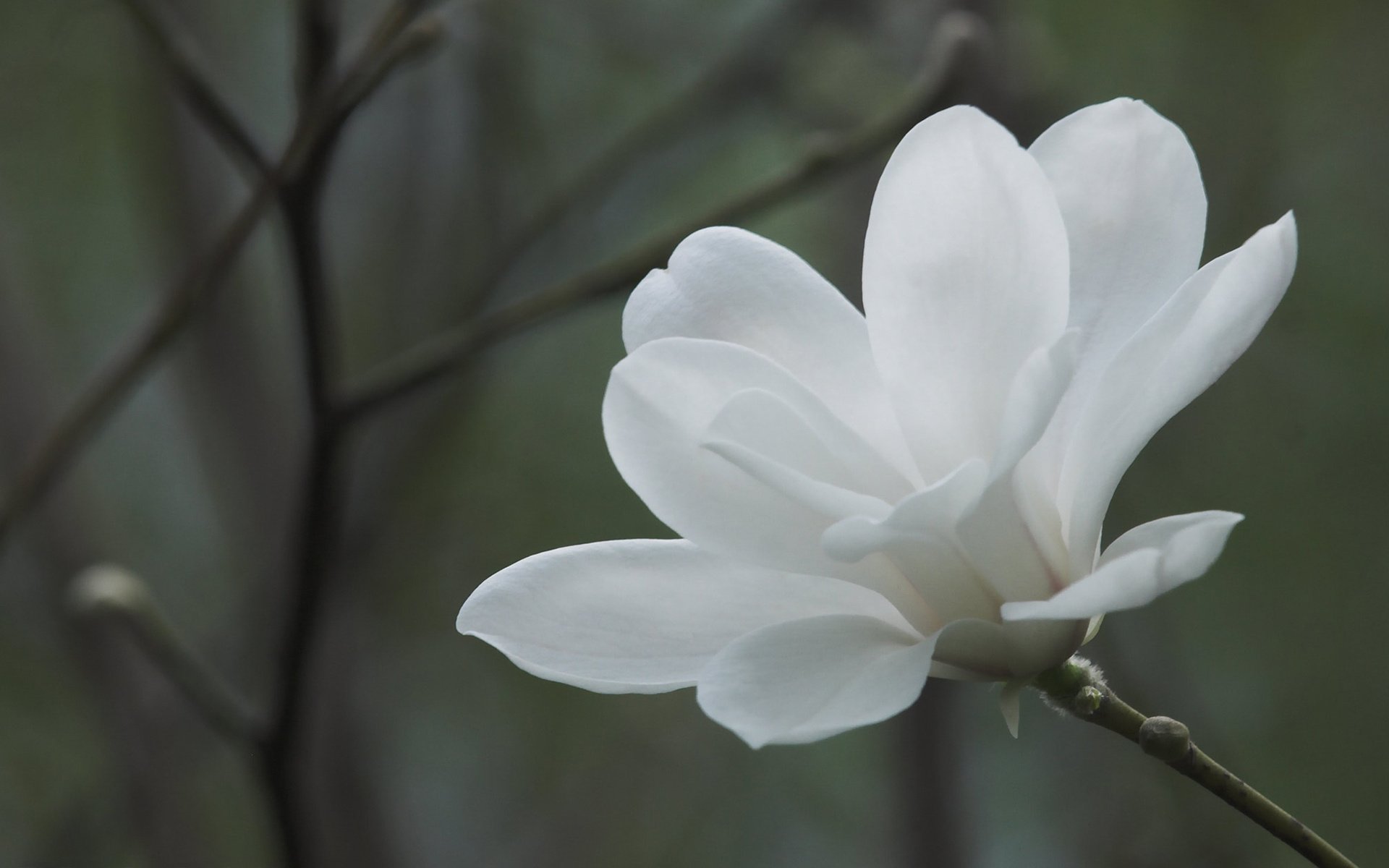 小清新,鸟语花香,花卉,2月1日,儿童桌面专用