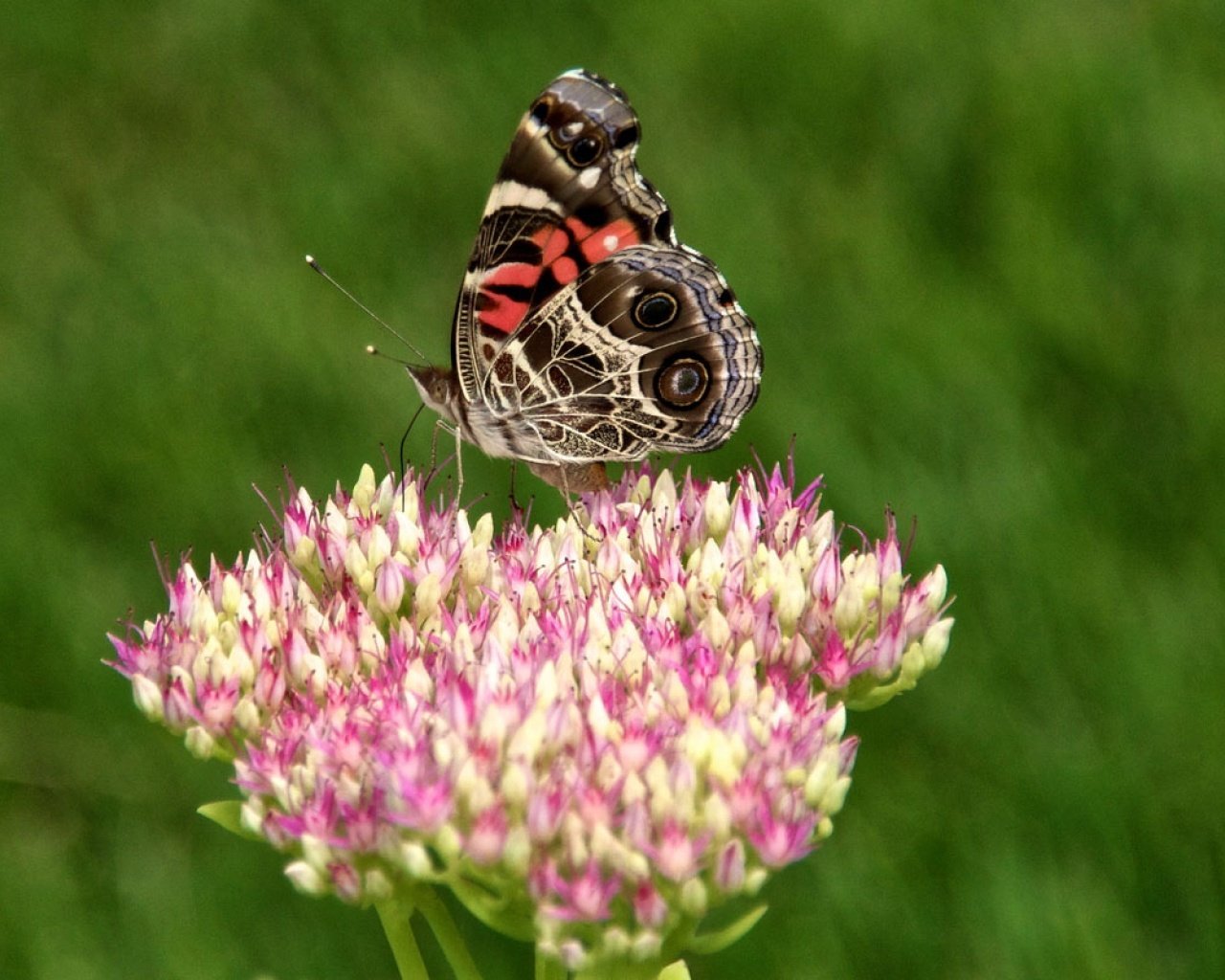  清新 植物 浪漫 美丽 昆虫图 蝴蝶 2012Y十月28D