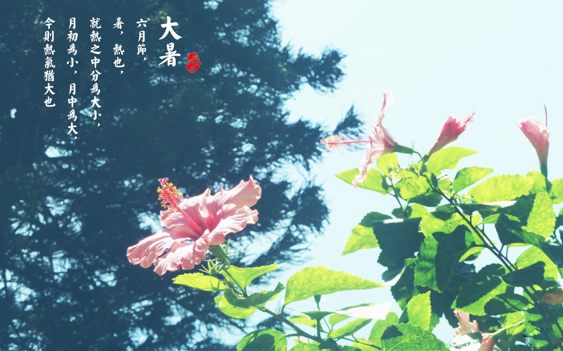 二十四节气,大暑,节日美图