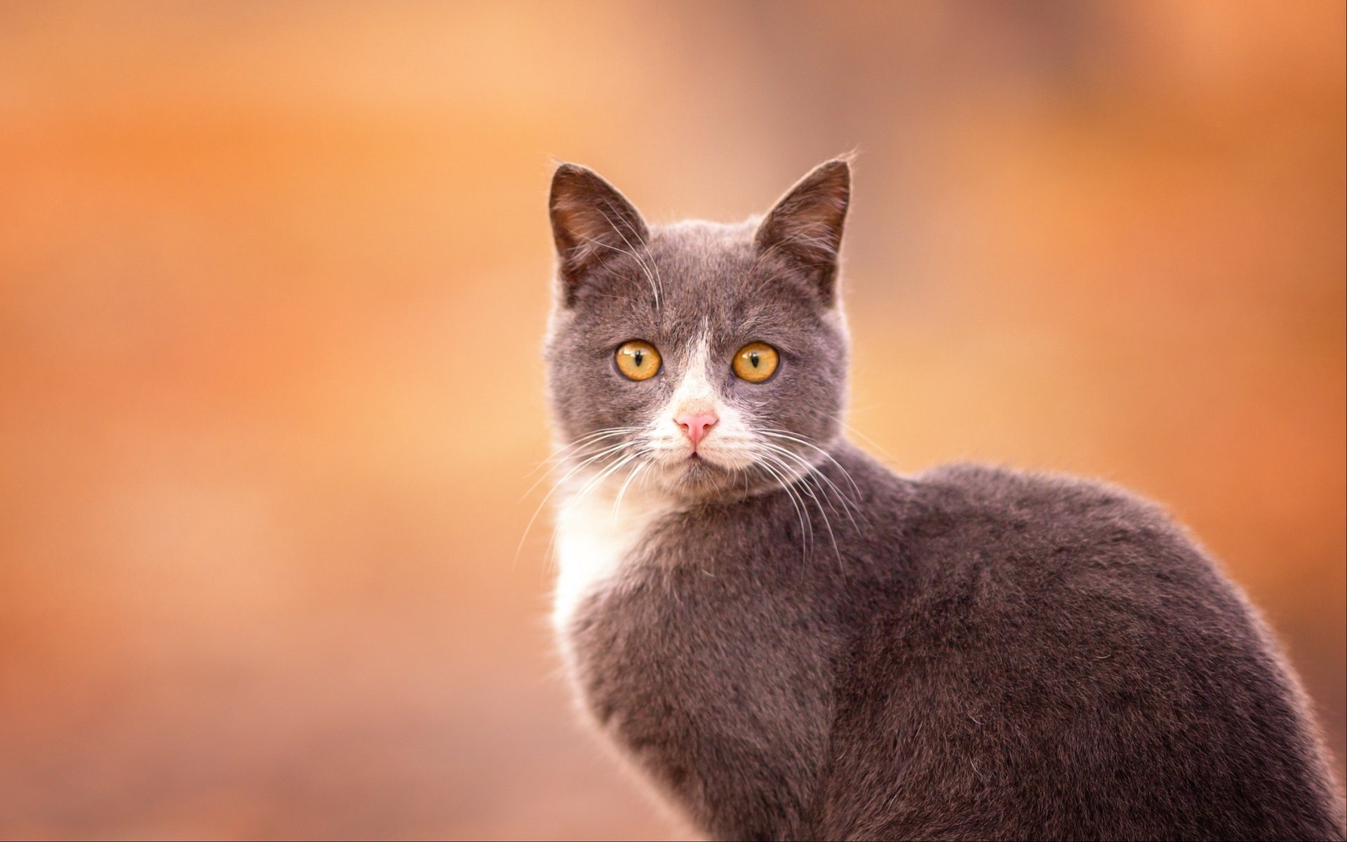 喵星人,可爱软萌小猫咪,萌宠动物