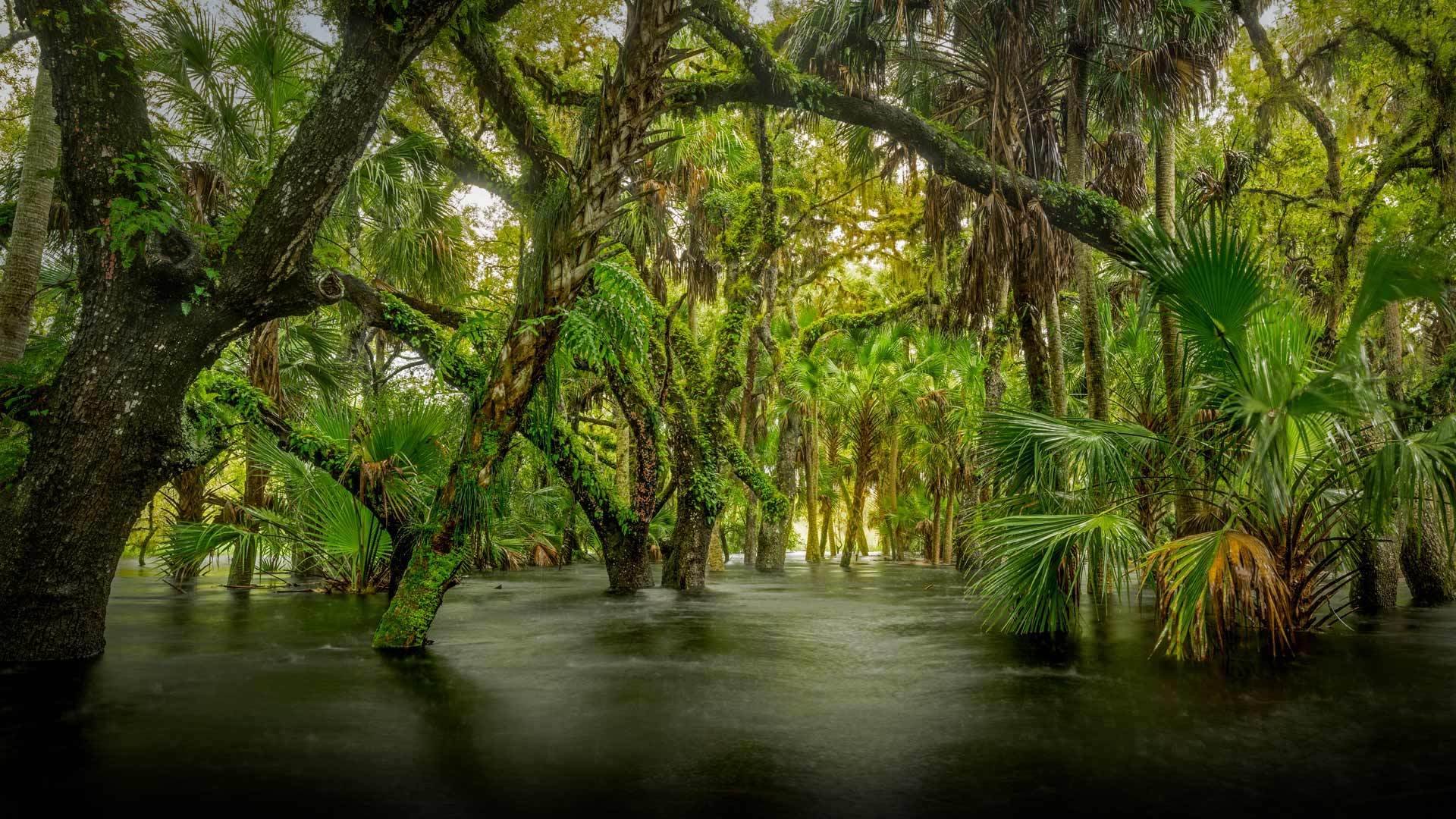 风景,自然风光,迈阿卡河州立公园内的沼泽生态区,美国佛罗里达州,森林,风景大片