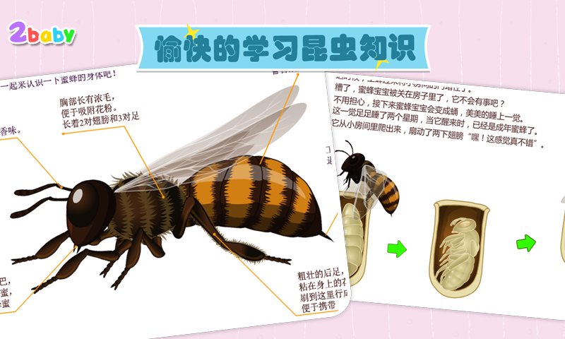蜜蜂截图4
