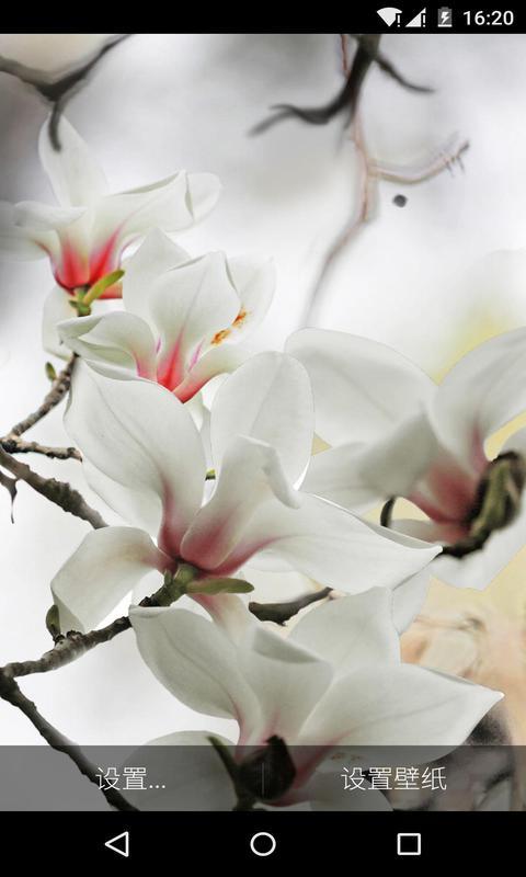 玉兰花-梦象动态壁纸