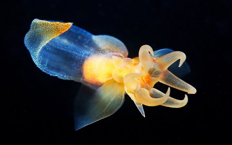 安卓萌宠 水母 海底世界手机壁纸