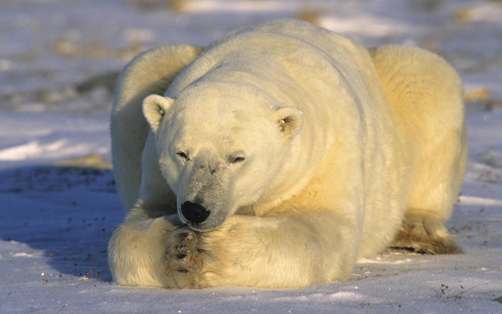 萌宠北极熊极地物种 相关壁纸