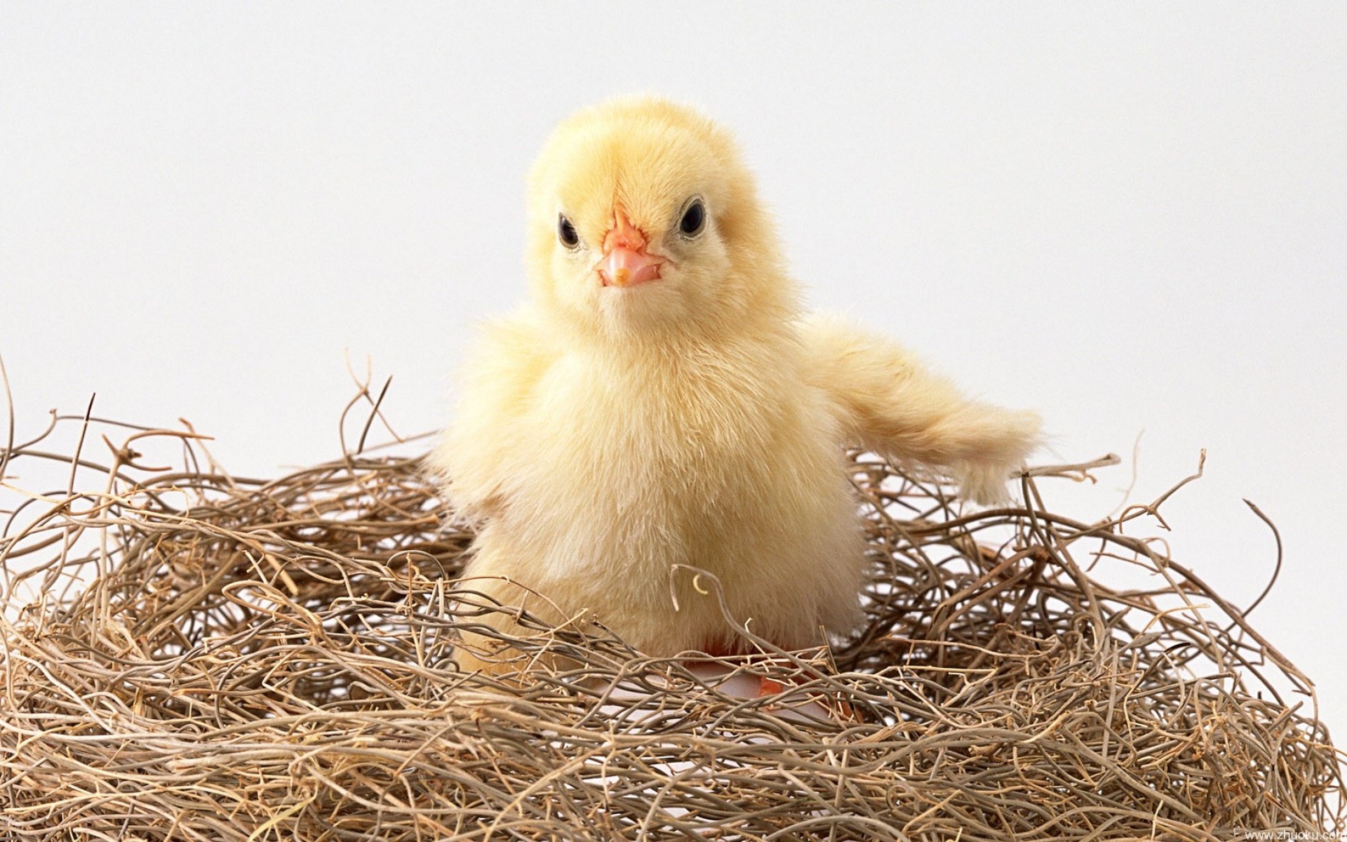 小動物小雞賣萌圖