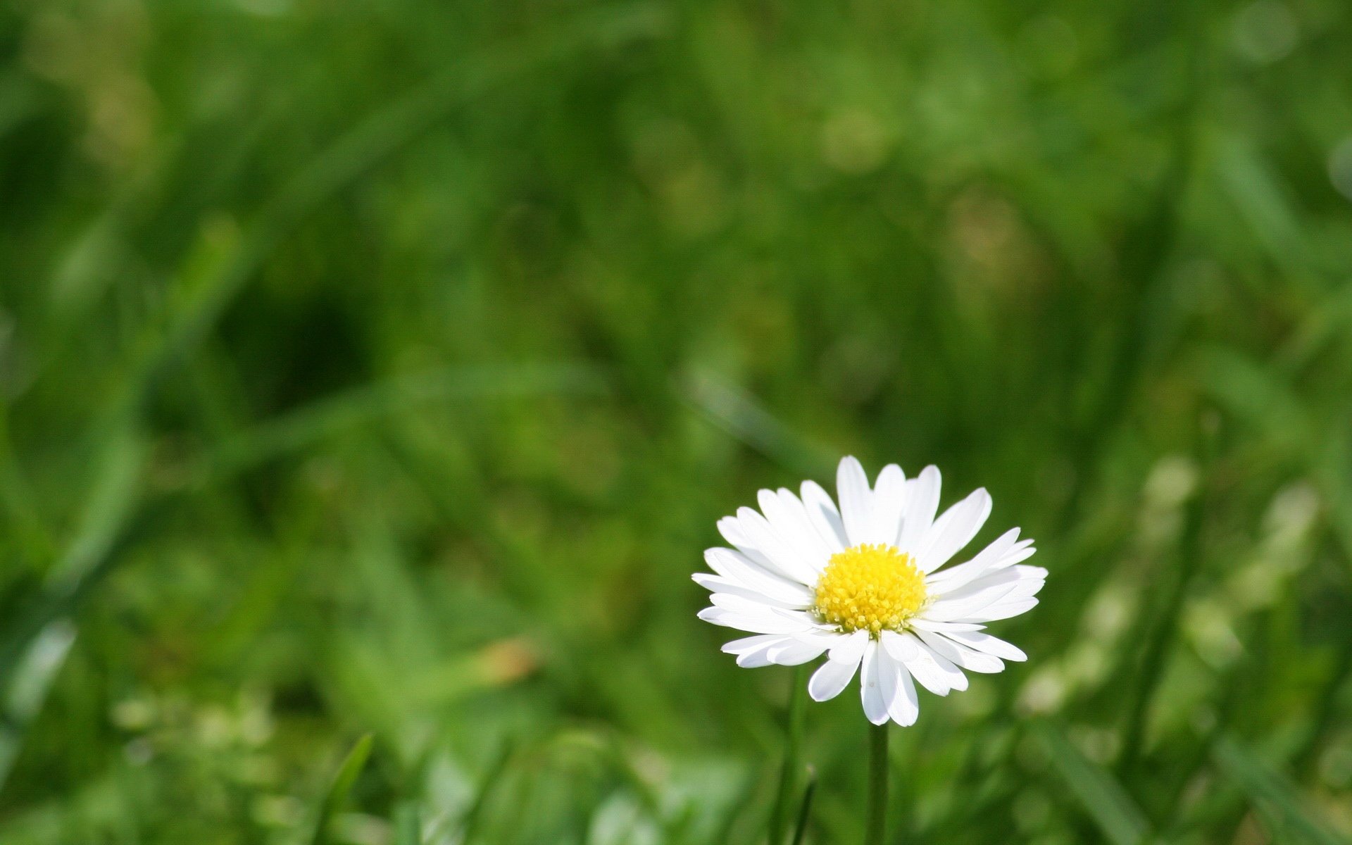 小清新清新淡雅花卉 相关壁纸