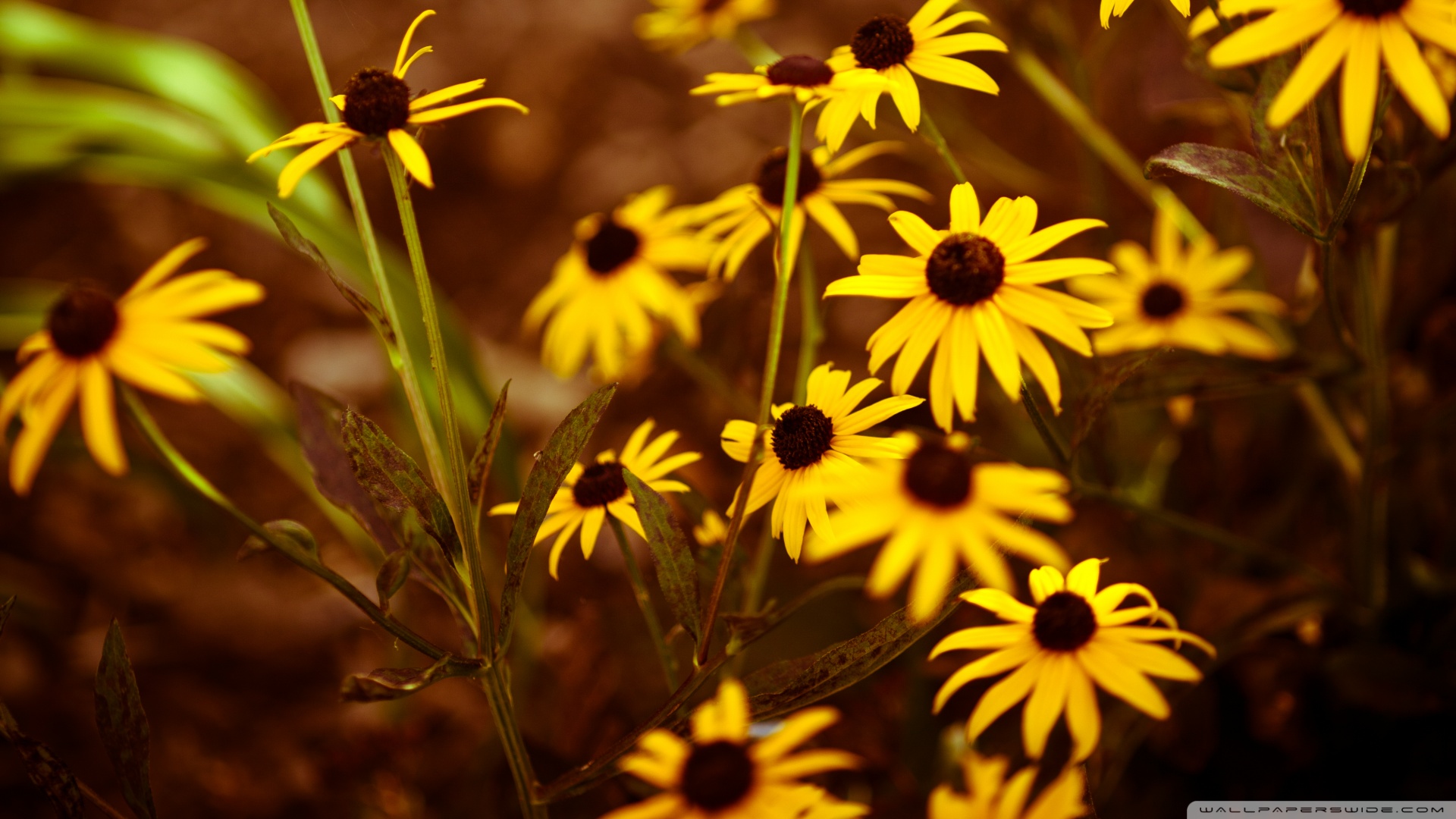 安卓(android)小清新 清新淡雅高清手机壁纸免费下载,安心市场-用安卓