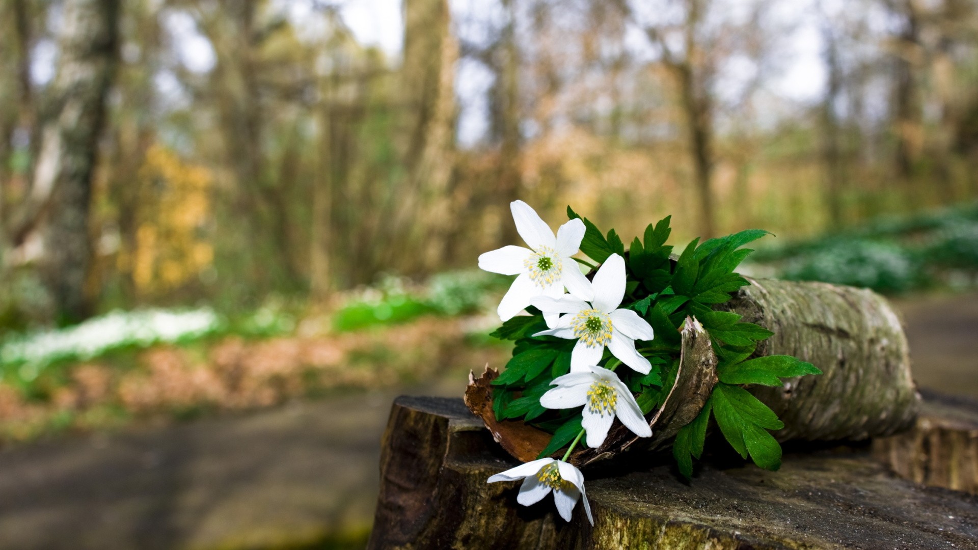 安卓(android)小清新 清新淡雅高清手机壁纸免费下载,安心市场-用安卓